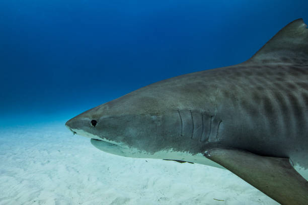 istock Tiger shark in Tiger Beach, The Bahamas 1316616428