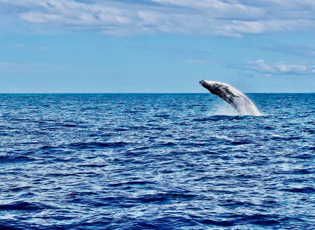 Whale Watching of Breaching Humpback stock photo