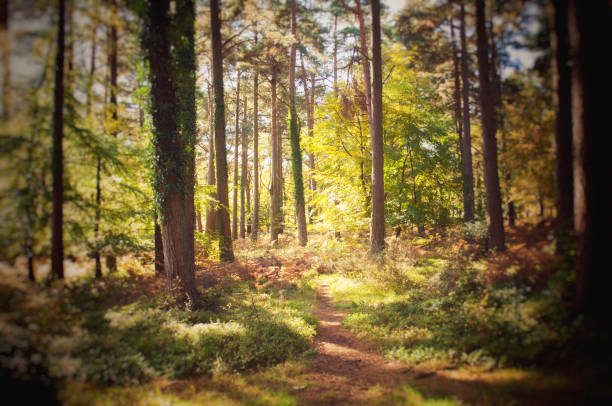 istock English Woodland 1316620538