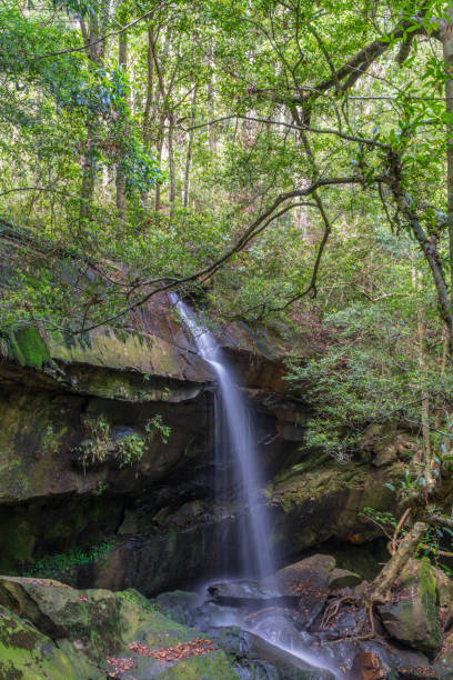 istock Small waterfall in green forest. nature green trees in forest background 1316621447