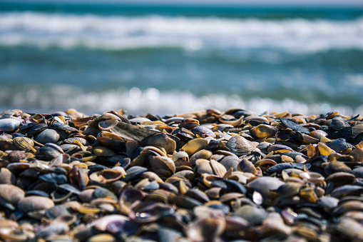 Big pile with small shells on the beach for background and wallpaper. Mixed colorful seashells on the seashore. Many different seashells piled together.