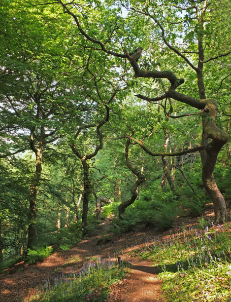istock sunlit spring woodland with bright green foliage on old twisted trees with pathways surrounded by bluebells 1316621973