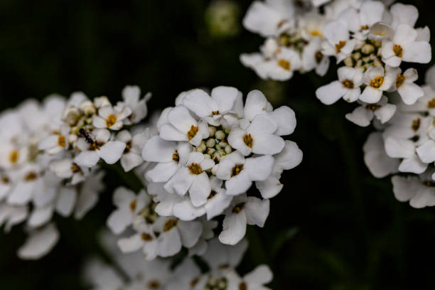 istock Blooming ground cover in April 1316622008