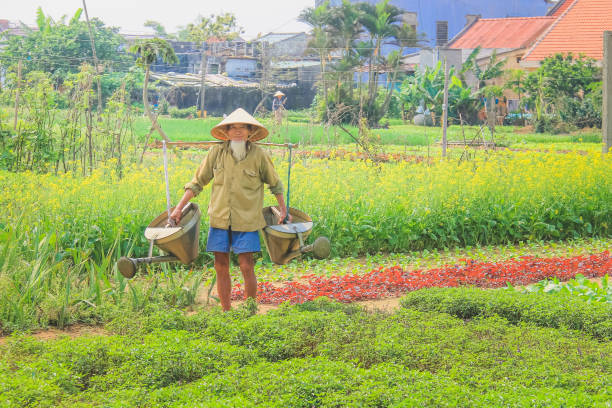 Local elderly Vietnamese traditional farmer tends to his garden and vegetable crops in the rural countryside village of Tra Que, Vietnam.