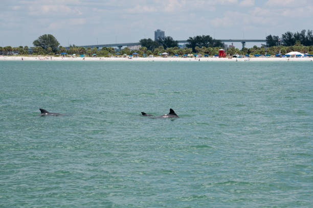 istock Dolphins are swimming near the beach 1316624420