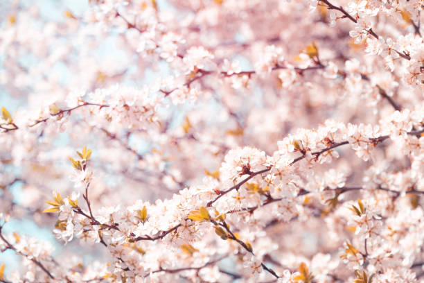 istock Pink cherry blossom sakura in spring time against blue sky. Nature background. Soft focus 1316626757