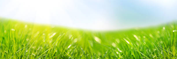 istock Banner 3:1. Fresh green grass against blue sky and sun beams. Abstract spring background. 1316626762