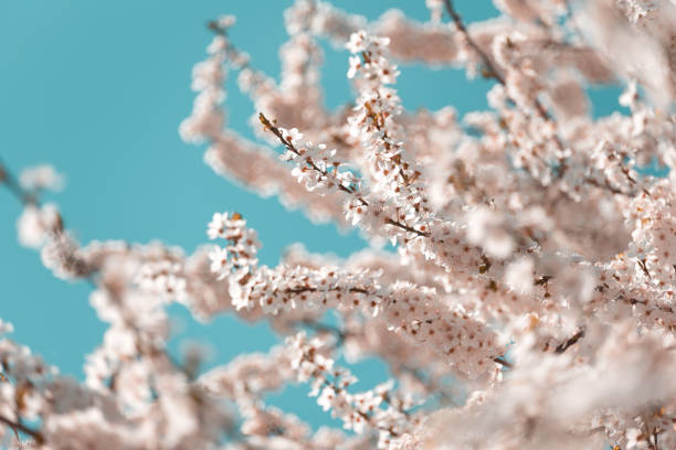 istock Pink cherry blossom sakura in spring time against blue sky. Nature background. Soft focus 1316626776