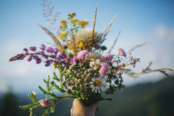Beautiful colorful bouquet of wildflowers in hand on background of mountain hills and sunny sky. Traveling in mountains and gathering wild flowers. Wanderlust and travel concept.