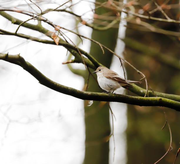 istock Pied Flycatcher (Ficedula hypoleuca) Female 1316628482