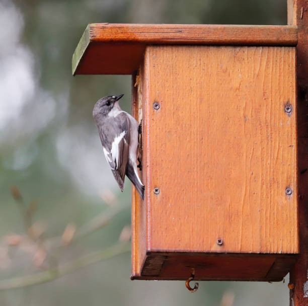 istock Pied Flycatcher (Ficedula hypoleuca) Male by Nestbox 1316628525