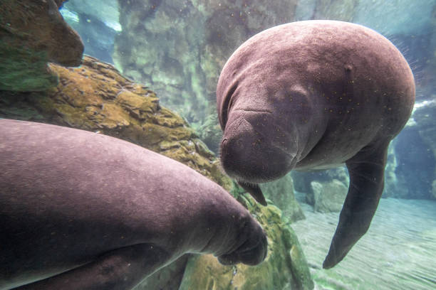 istock newborn baby manatee close up portrait 1316629895