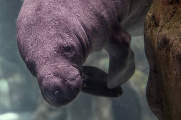 istock newborn baby manatee close up portrait 1316629941