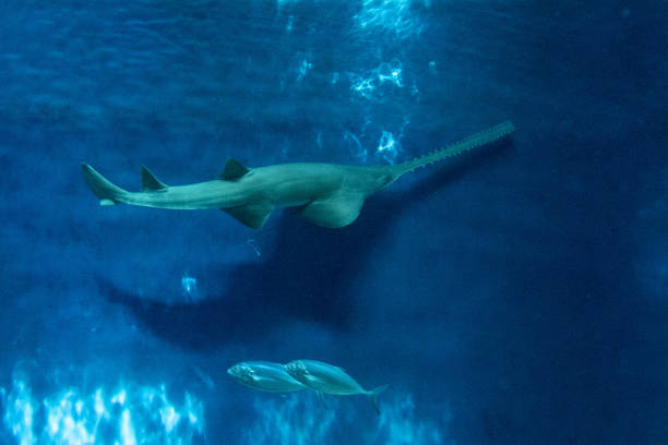 istock sawfish underwater close up detail 1316630005