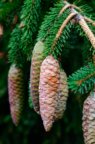 istock Evergreen fir tree with cones and French Alps mountains on background 1316631928