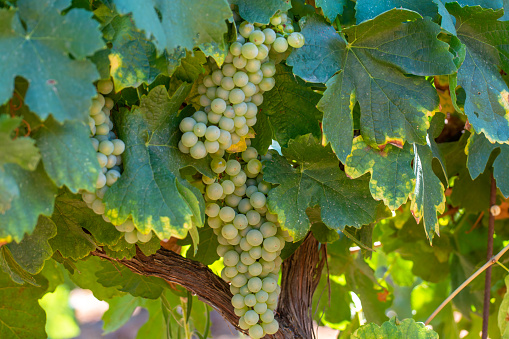 Vineyards of AOC Luberon mountains near Apt with old grapes trunks growing on red clay soil, white wine grape, Vaucluse, Provence, France