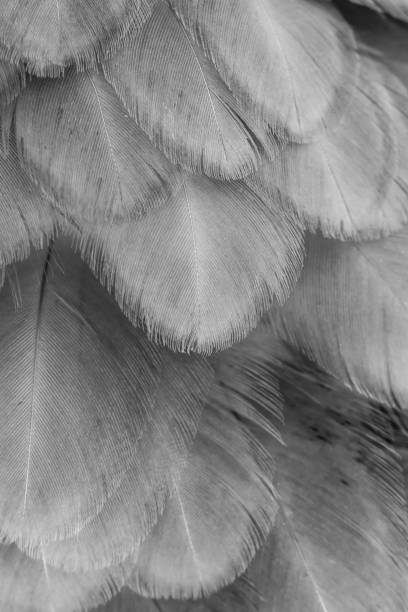 istock macro photo of gray hen feathers. background or textura 1316632613