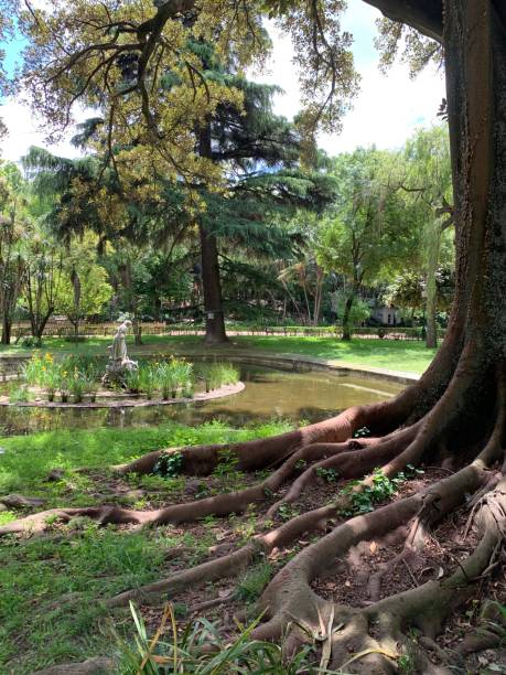 istock Estrella Park - Lisbon - tree with roots in the foreground 1316632747