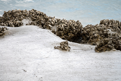 Group of live oysters shellfish growing on stones on sand at low tide in North sea, Zeeland, Netherlands