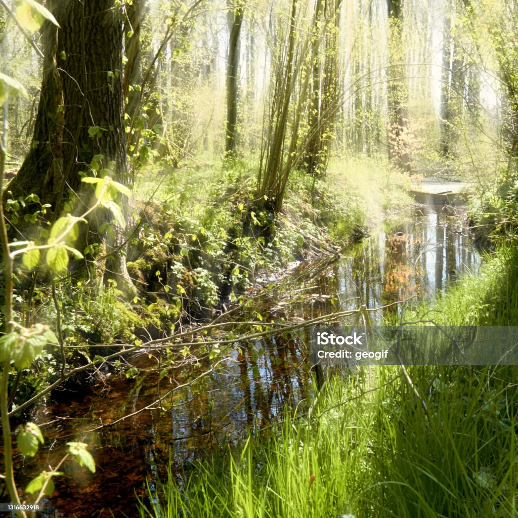 Tree Moats Light Flooded Moat In Dense Forest With Thin Trees Stock Photo ...