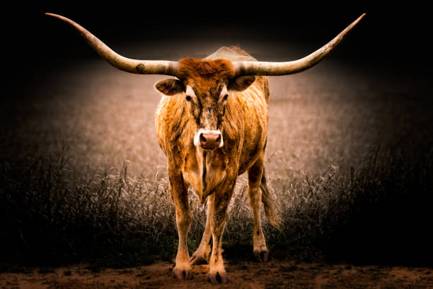 istock Beautiful Texas Longhorn cow posing an a meadow 1316633489