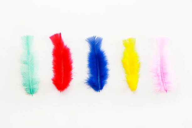 istock colorful soft fluffy bird feathers 1316634136