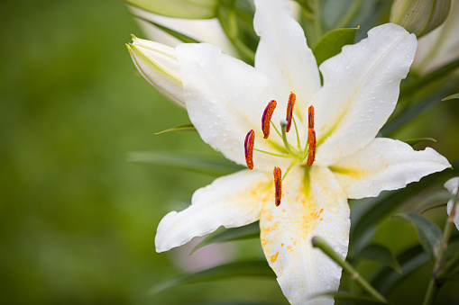 Flowers are covered with large drops of water after rain.A beautiful Lily in full bloom in the summer garden.Petals of a bright large flower of a Lily are covered with a large number of drops of water