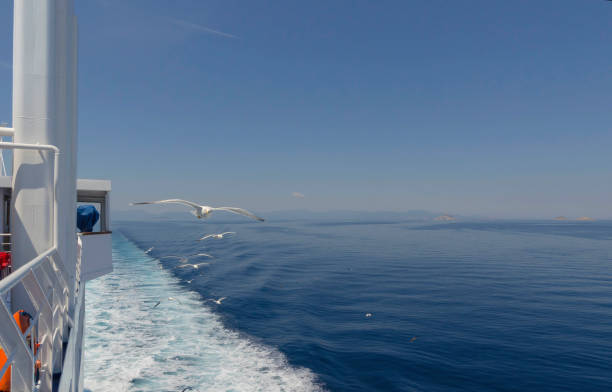istock Seagull in flight over the Mediterranean sea 1316634741