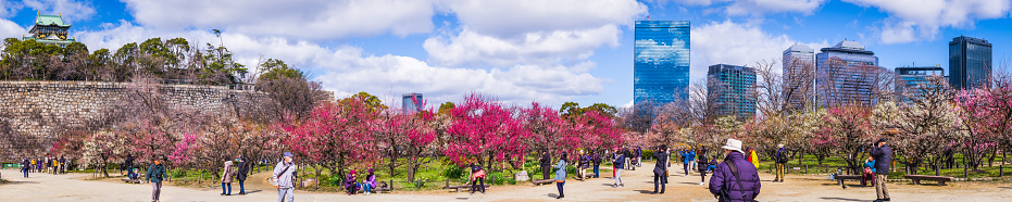 Bright pink blossom framing the iconic battlements of Osaka Castle, Japan.