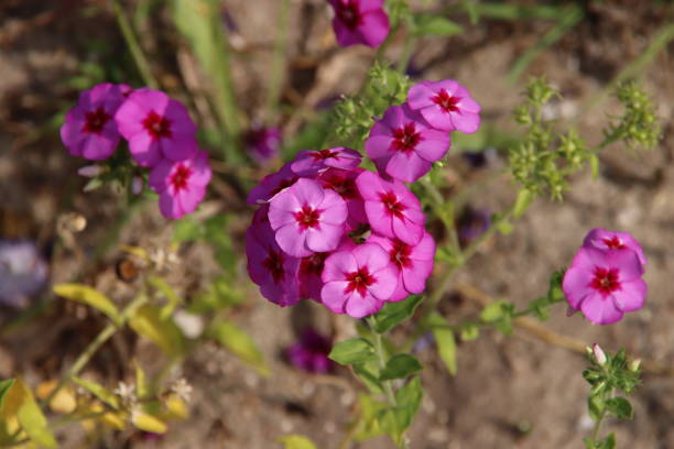 istock Pink wild orchids in a field with natural flowers 1316635308