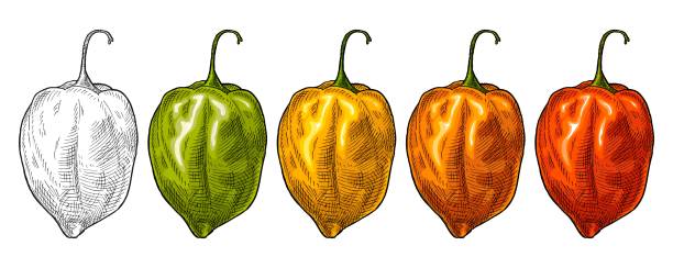 egész piros, zöld, sárga bors habanero. vintage vektoros keltetés - habanero témájú stock illusztrációk