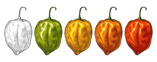Vector illustration of Whole red, green, yellow pepper habanero. Vintage vector hatching
