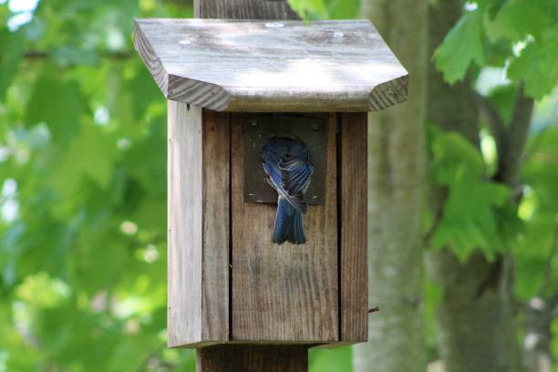 istock bluebird going in wooden birdhouse 1316636081
