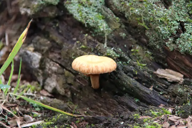 Pluteus romellii or Goldleaf Shield mushroom in a botanic garden in Capelle