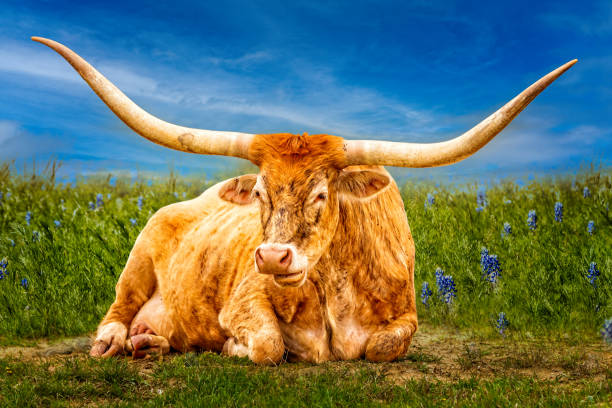 青いボンネットの牧草地をポーズ美しいテキサスロングホーン牛 - texas longhorn cattle horned bull long ストックフォトと画像