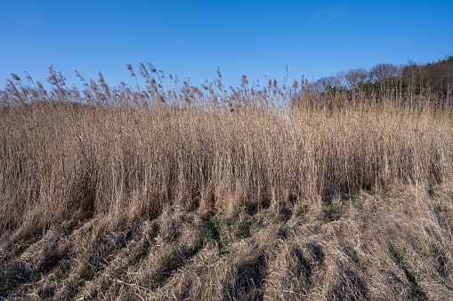 Long dry reeds with a blue sky in the background. Picture from Hamburgsund, Sweden