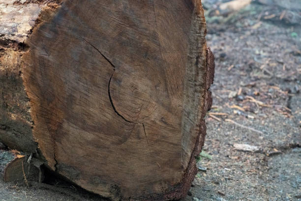 istock Cross - section of a log 1316637986