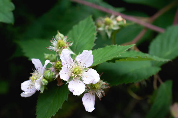 istock Pink cute blackberry flowers in summer 1316638003
