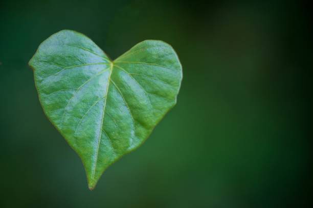 istock Close up of Hearth symbol shape tree leaf background 1316638851