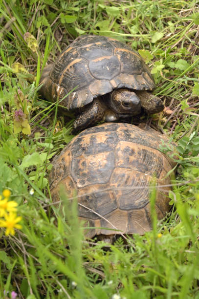 istock Two Turtles Mating in Macin Mountains Romania 1316638878