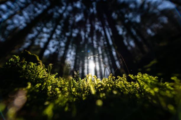 istock Outdoors in Norway: the undergrowth of a deep forest 1316639611