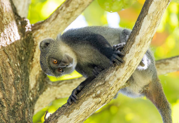 istock White-throated Monkey (cercopithecus albogularis) in a tree, Kenya, Africa 1316639735