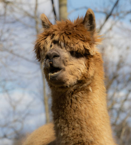 istock Headshot of alpaca 1316641415