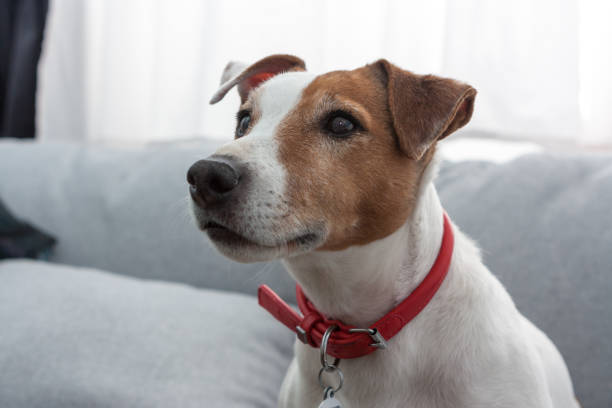 Jack Russel Terrier dog portrait stock photo