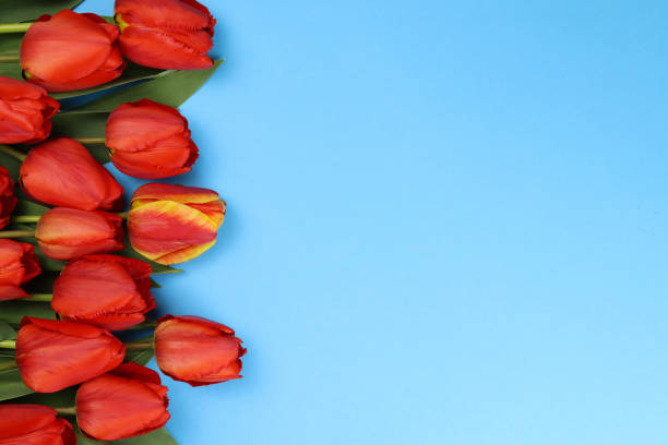 istock Flowers tulips on a blue background 1316642793