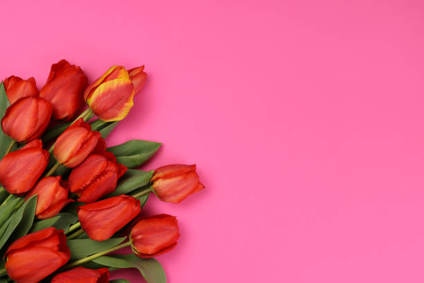 istock Red tulips on a pink background. Blank for a postcard 1316642849