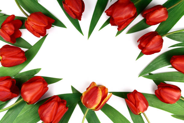 Mockup of tulip flowers on a white background