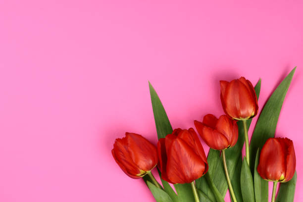 istock Red tulips on a pink background. Blank for a postcard 1316643076