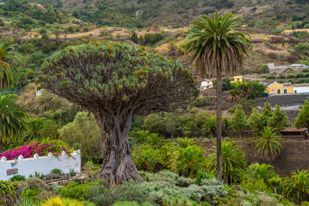 kuvapankkikuvat ja rojaltivapaat kuvat aiheesta kuuluisa lohikäärmepuu, millennium drago, icod de los vinos teneriffa, canary islands - giant dracaena