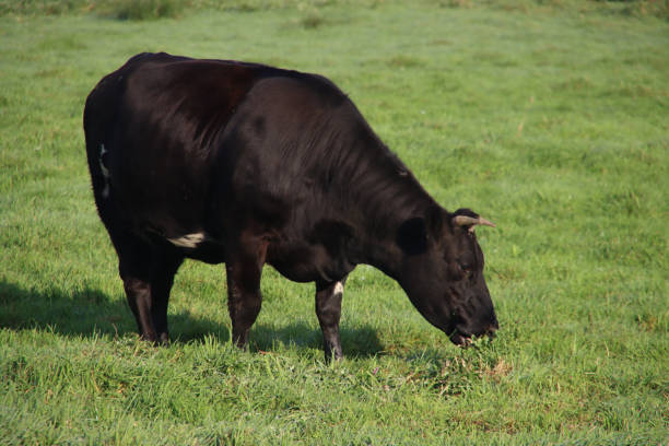 istock black bull grazing in a pasture in Moordrecht 1316643761